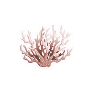 Realistic Coral  7